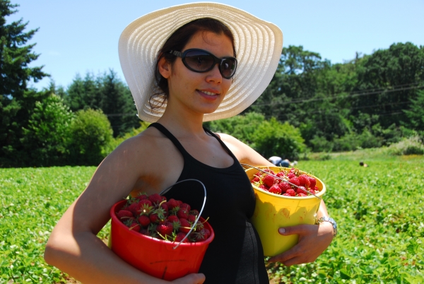 Creation of Strawberry Season : Step 1